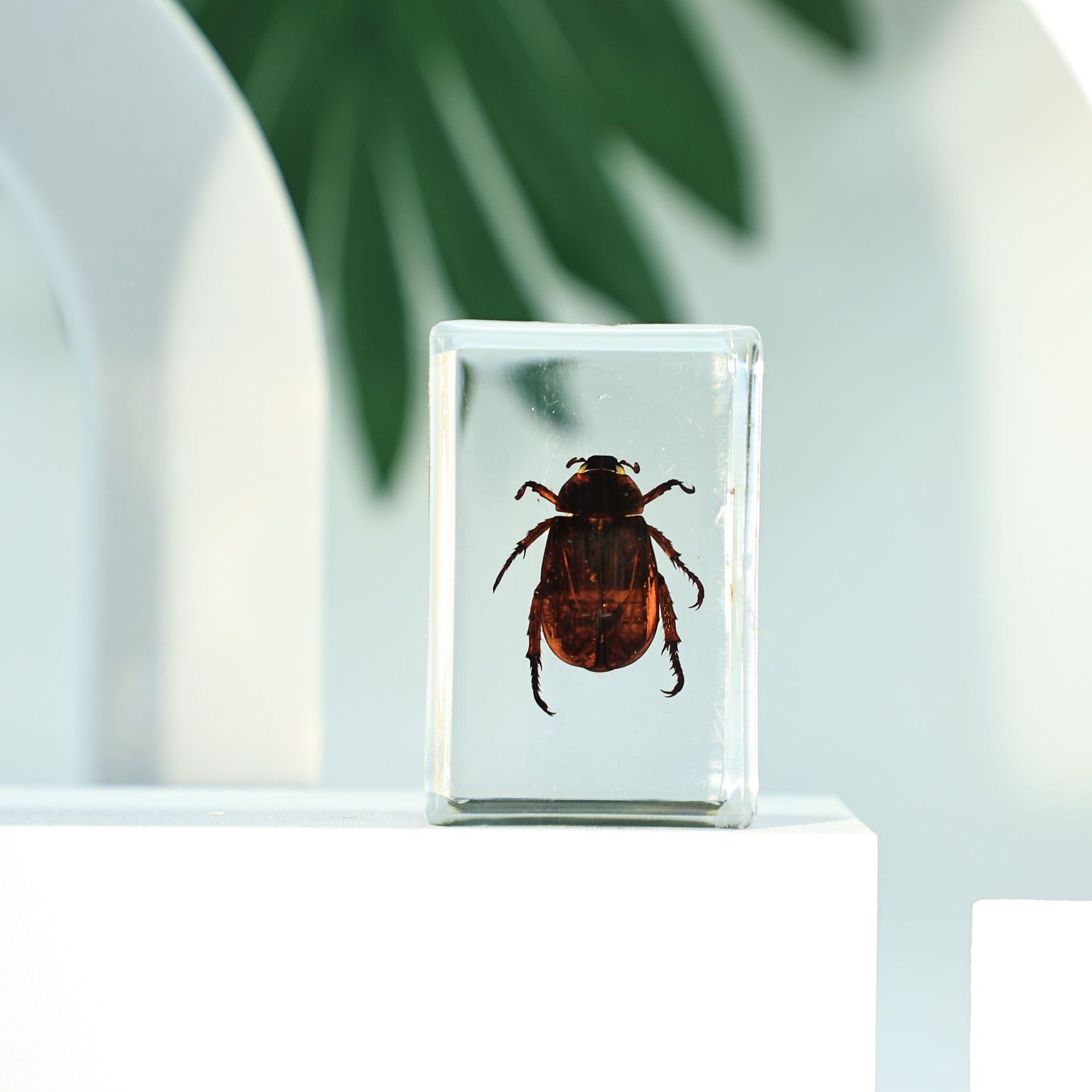 Taanfu Insect in Resin Bug Preserved Specimen Collection Paperweights Resin Insects Specimen for Office Men Women Biology Science Teacher Education Bug Supplies with Magnifier (zong Jing GUI)