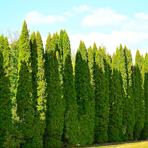 TomorrowSeeds - American Arborvitae (White Cedar) Seeds - 300+ Count - for 2026 Planting Thuja Occidentalis Ornamental Tree Screens Hedges Evergreen Conifer Eastern Swamp Canadian Landscape Perennial