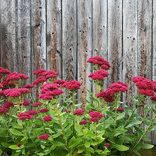 Clovers Garden Sedum Autumn Fire Plants – Two (2) Live Plants – Non-GMO - Not Seeds - Each 4