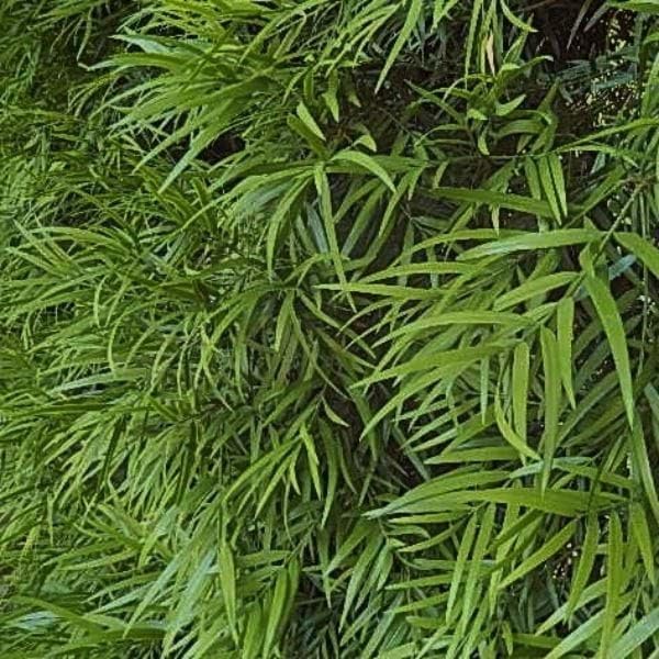 Miniatura 4 de Semillas premium de Podocarpus Gracilior - Cultiva tu propio pino de helecho exótico (semilla, 100, unidad)