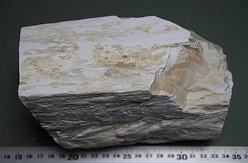 BM、珪化木セット 楽天市場】レアなブラック珪化木【ブラック珪化木(ペトリ