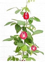 ZENEBULAA Hybrid Rare Variety Nilkantha Plant Red Aparajita Flower Live Plant for Home Garden (With Pot Pack Of - 1)