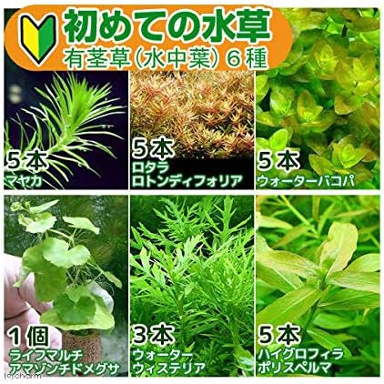 Amazon 水草 初めての水草 有茎草 水中葉 ６種 １パック 説明書付 Charm チャーム 生体水草 通販