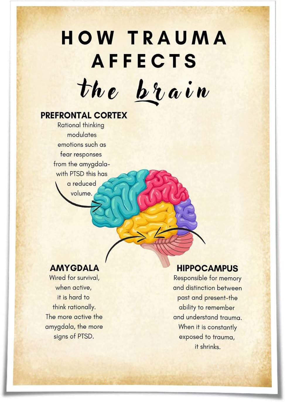 Amazon.com: Jinbligt How Trauma Affects The Brain Poster Therapy Office ...