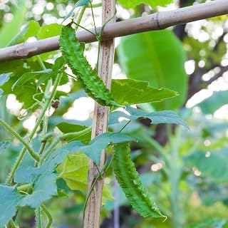 20 Winged Bean Seeds, Vegetable Winged Pea Plant Seeds, Angled Bean Seeds for Planting