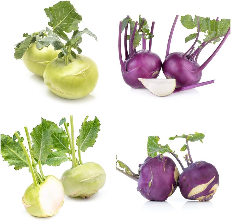 Semillas De Colinabo Plantas De Hortalizas Colinabo Semillas De Hortalizas Frescas Cama Elevada Semillas De BonsáI Vegetales Invierno Cubierta Vegetal Plantas JardíN Resistentes 200 Semillas Colinabo