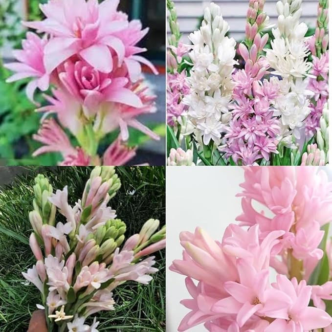 SEEDITO Tuberose plant bulb different colour fragrance double petal all season hybrid(Pack of 10 Pcs)-image-26