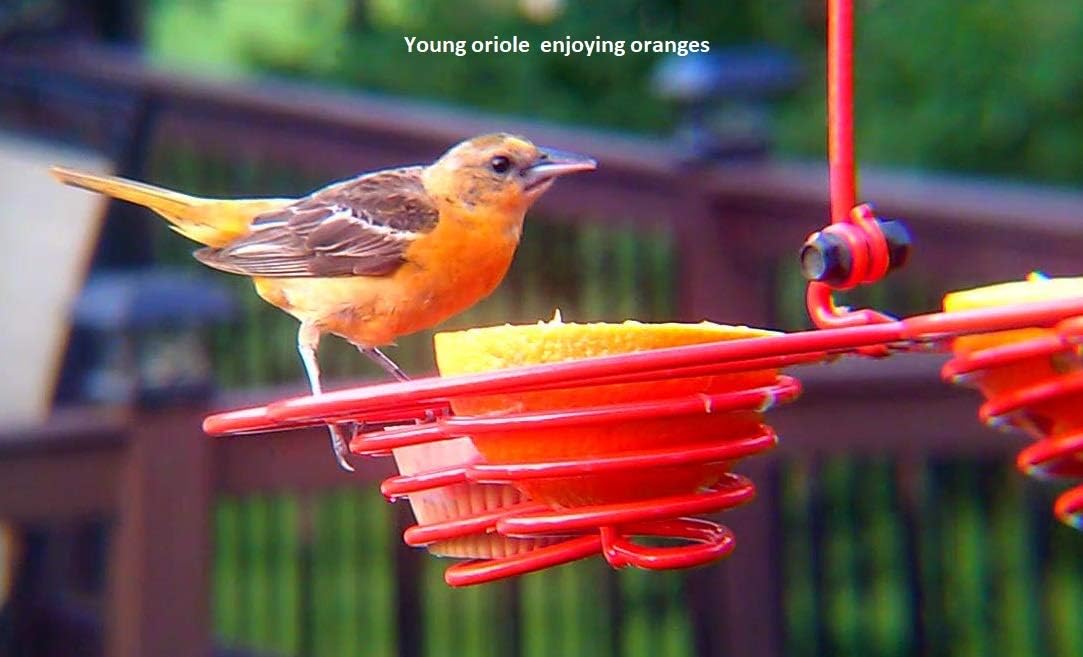 Oriole Bird Feeder 4 Cell for Various Birds Using Oranges, Jelly and Seed Year-round, Handmade in America with Powder Coated Hi-Tensile Steel