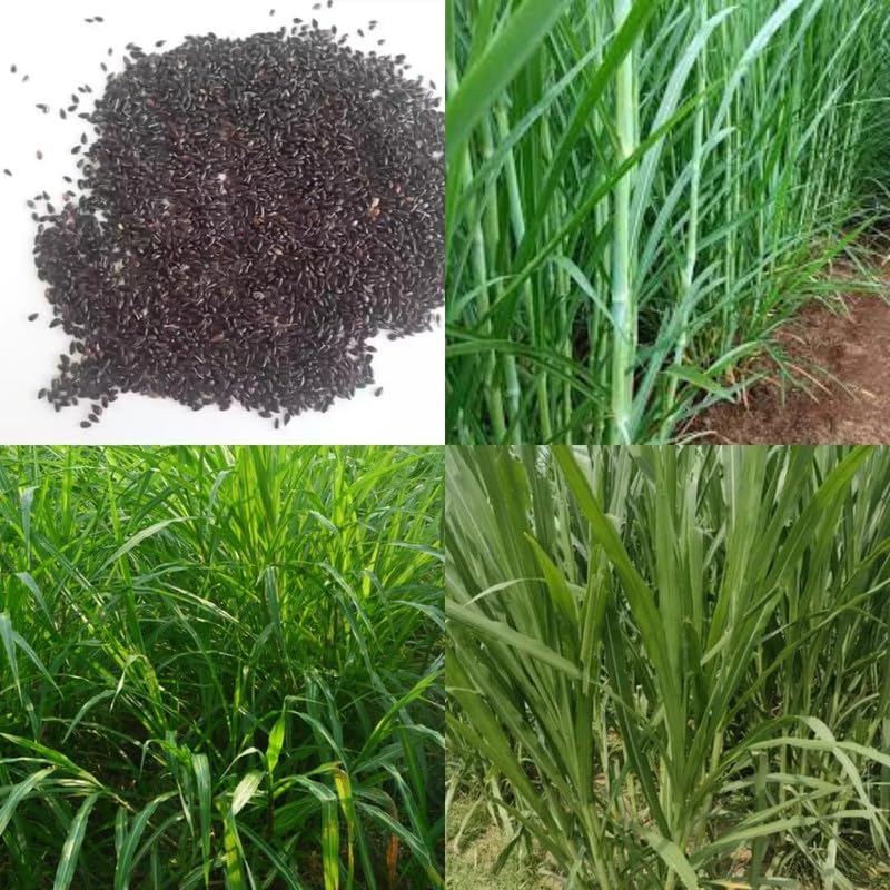 Image of Super Napier Grass Seeds Hybrid Multicut Fast Growth Green Grass Hari Ghaas Beej Pack of 1000 pic