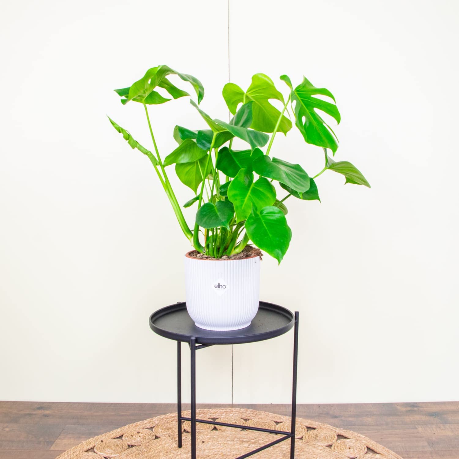 ZynesFlora Monstera Deliciosa -  21 cm Doniczka do rolin - Wysoko: 80  cm - Roliny domowe : Amazon.pl: Ogrd