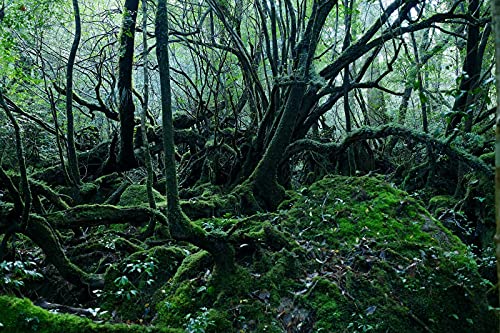 ND タペストリー 屋久島 世界遺産 自然 木漏れ日 屋久杉 滝 インテリア 壁面 おしゃれ だまし絵 風景 景色 絶景 大判 大きい 癒し 部屋 飾り付け 季節 プレゼント 背景布 壁 インスタ映え zoom 映え 雑貨 グッズ グリーン 緑 川 渓流 天然記念物 苔 森林