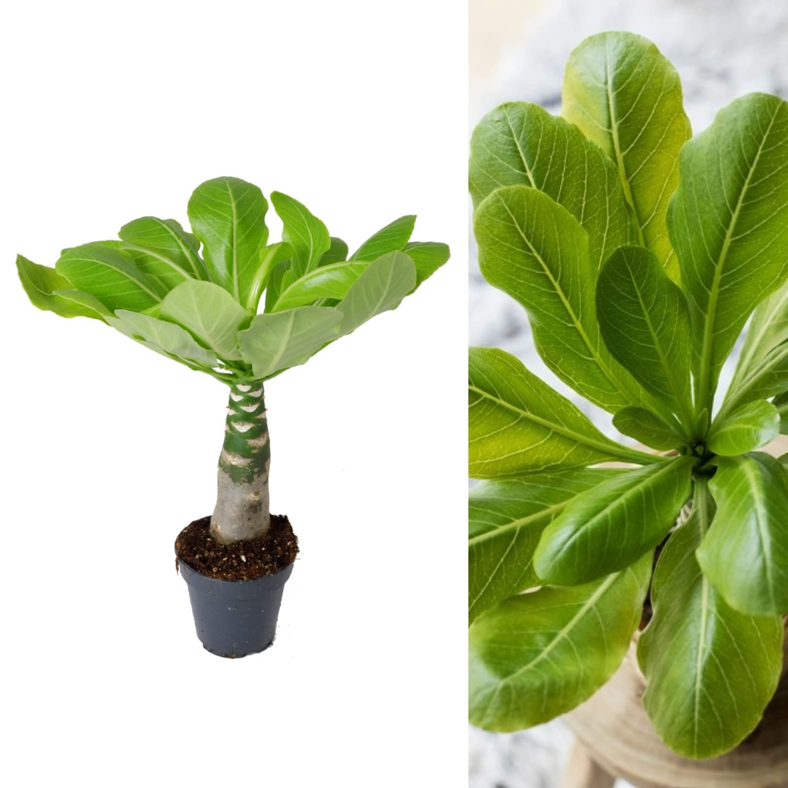 Brighamia insignis 'Hawaiian Palm' - Indoor Plant in 12cm Pot - Produces Yellow Flowers (2 Plants)
