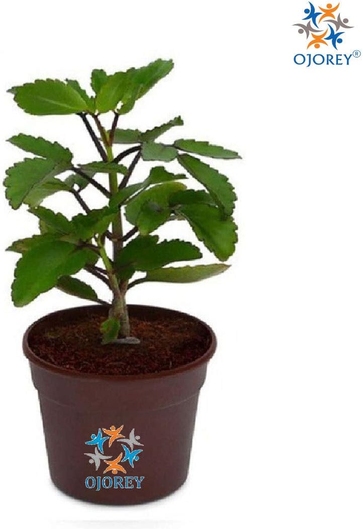 Ojorey Patharchatta Plant/Medicinal Plant