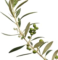 Vista 2 de Perfect Plants Planta viva de oliva arbequina, 2-3 pies, incluye guía de cuidado