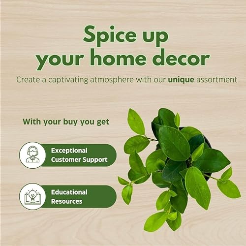 Miniatura 6 de BubbleBlooms Ficus microcarpa Chinese Banyan Bonsai Tree en una maceta de 6 pulgadas