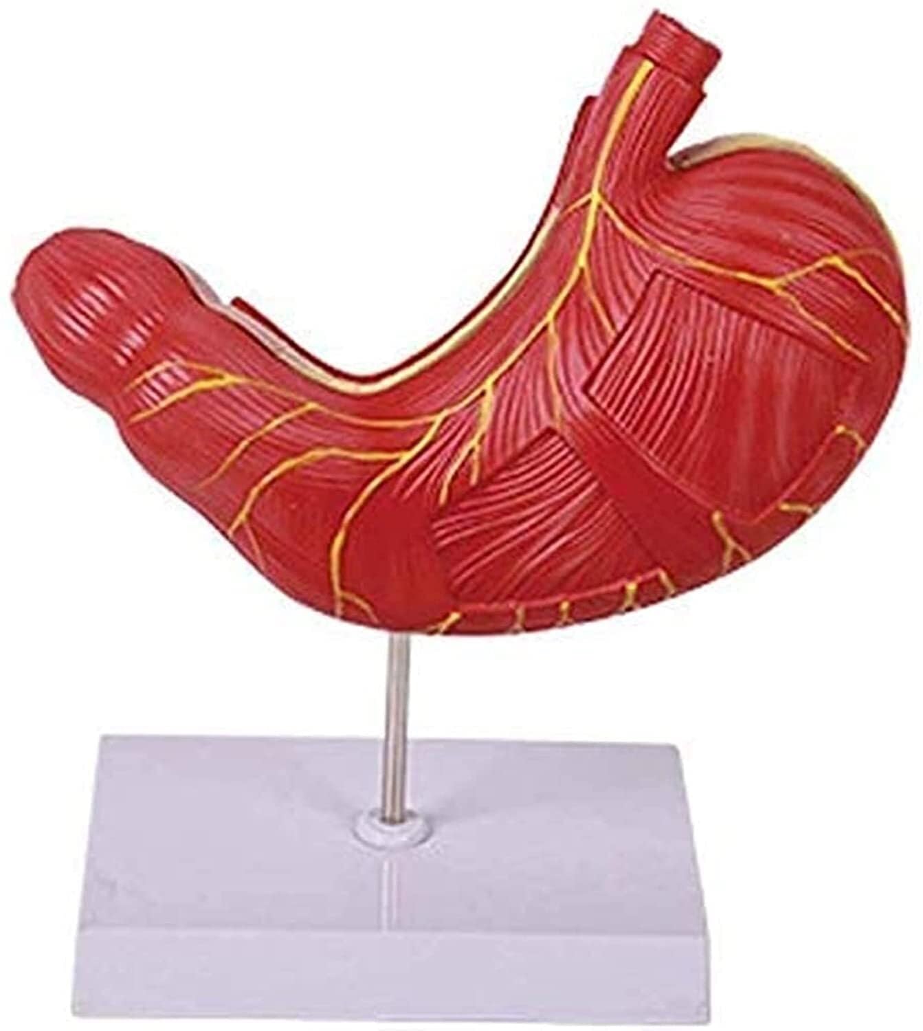 XINGLUOY Human organ stomach model, human skeleton, muscle teaching demonstration