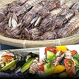 小樽前浜産特大春シャコ しゃこ16匹セット