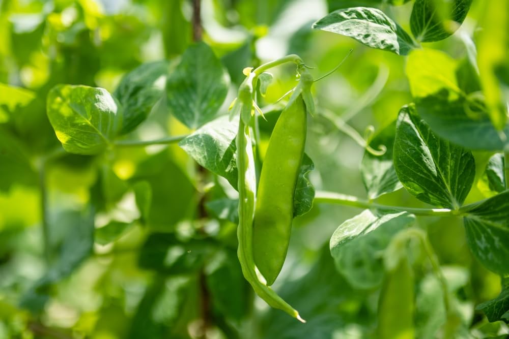 Amazon.com : Avalanche Snow Pea Seeds for Planting  50+ Non-GMO & Heirloom  Seeds, Botanical Name: Pisum sativum, Crisp & Tender Pods, Perfect for  Stir-Fries & Fresh Snacking, by Isla's Garden Seeds,