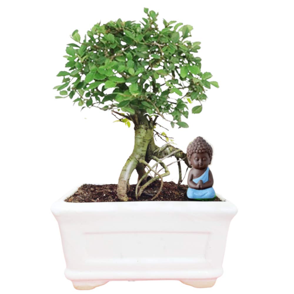 Abana Homes Ulmus Shohin Bonsai Tree with Ceramic Pot – Real Live Organic Ficus Bonsai, Perfect for Garden or Home Decor, Adding Natural Beauty and Tranquility to Your Living Space