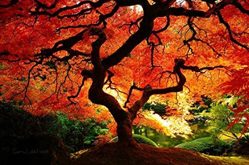 Miniatura 7 de Dragón Rojo Llanto Arce Japonés Acer palmatum Dragón Rojo 4 - Planta Viva Año