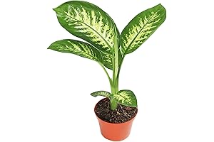 Liven Up Your Home with the Aglaonema Dieffenbachia Dieffenbachia Compacta