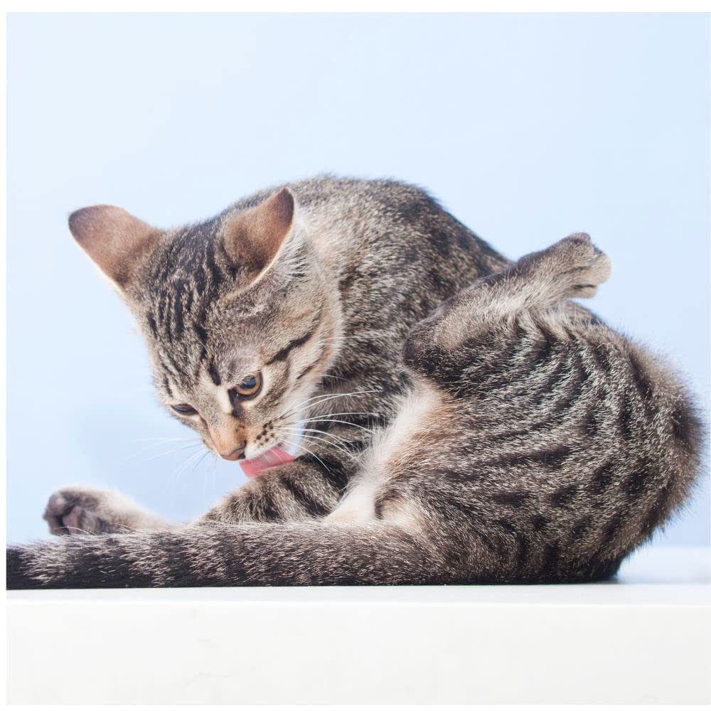 Amore Mio 10 Confezioni da 10 Tappetini Assorbenti Igienici Animali Cani Gatti 60x90 cm Formato Grande Impermeabile Angoli Adesivi Ipoallergenici Confezione Risparmio