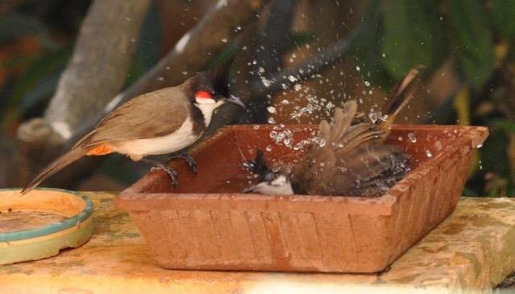 CRAFT PARK Earthen Pot Terracotta Bird Bath, Earth Brown (9X9-Inch) 3