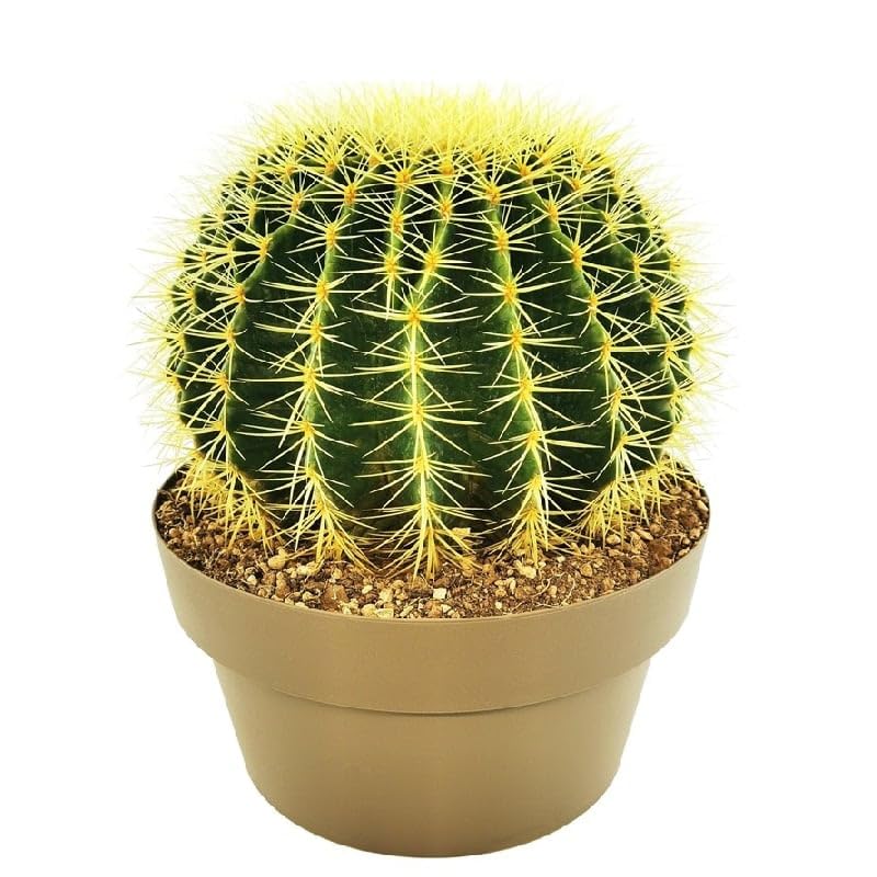 Cactus Grusonii: una Planta Natural que Añade Estilo a Cualquier Ambiente