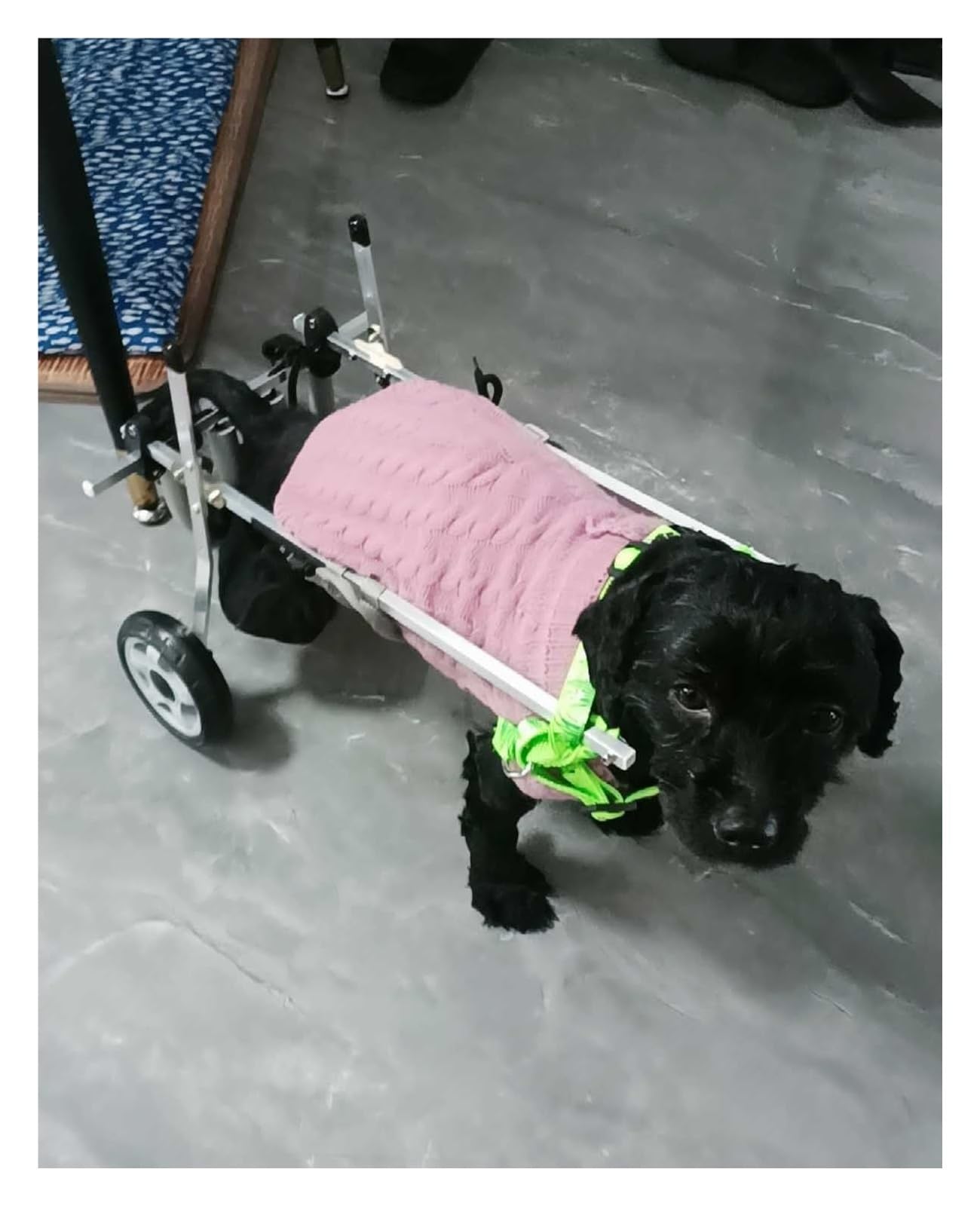 Fauteuil Roulant pour Chiens paralysés : Chariot de Mobilité Réglable Métal Grande Taille