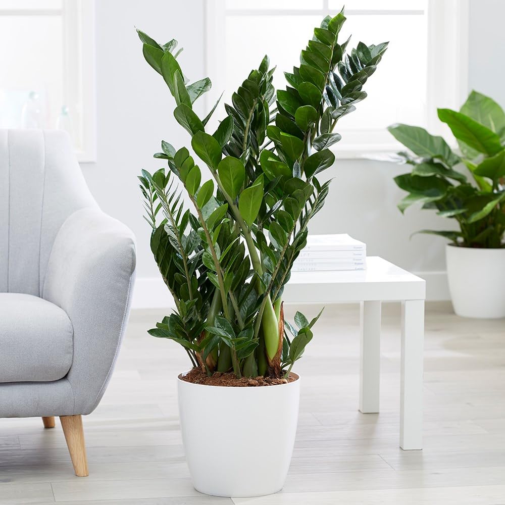 Plant Theory 35cm Zamioculcas Zamiifolia Fern Arum Indoor House Plant Easy Care Low Light 12cm Pot