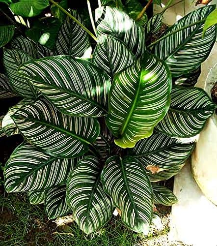 Nelesa Gardening Live Pin Stripe Calathea Ornata Indoor Plant Decorative Plant