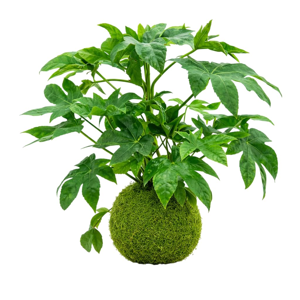 Kokedama artesanal Aralia Japonica (Fatsia) cuidado sencillo | DECOALIVE | planta viva interior en musgo natural, decoración natural para principiantes, riego por inmersión, sin maceta
