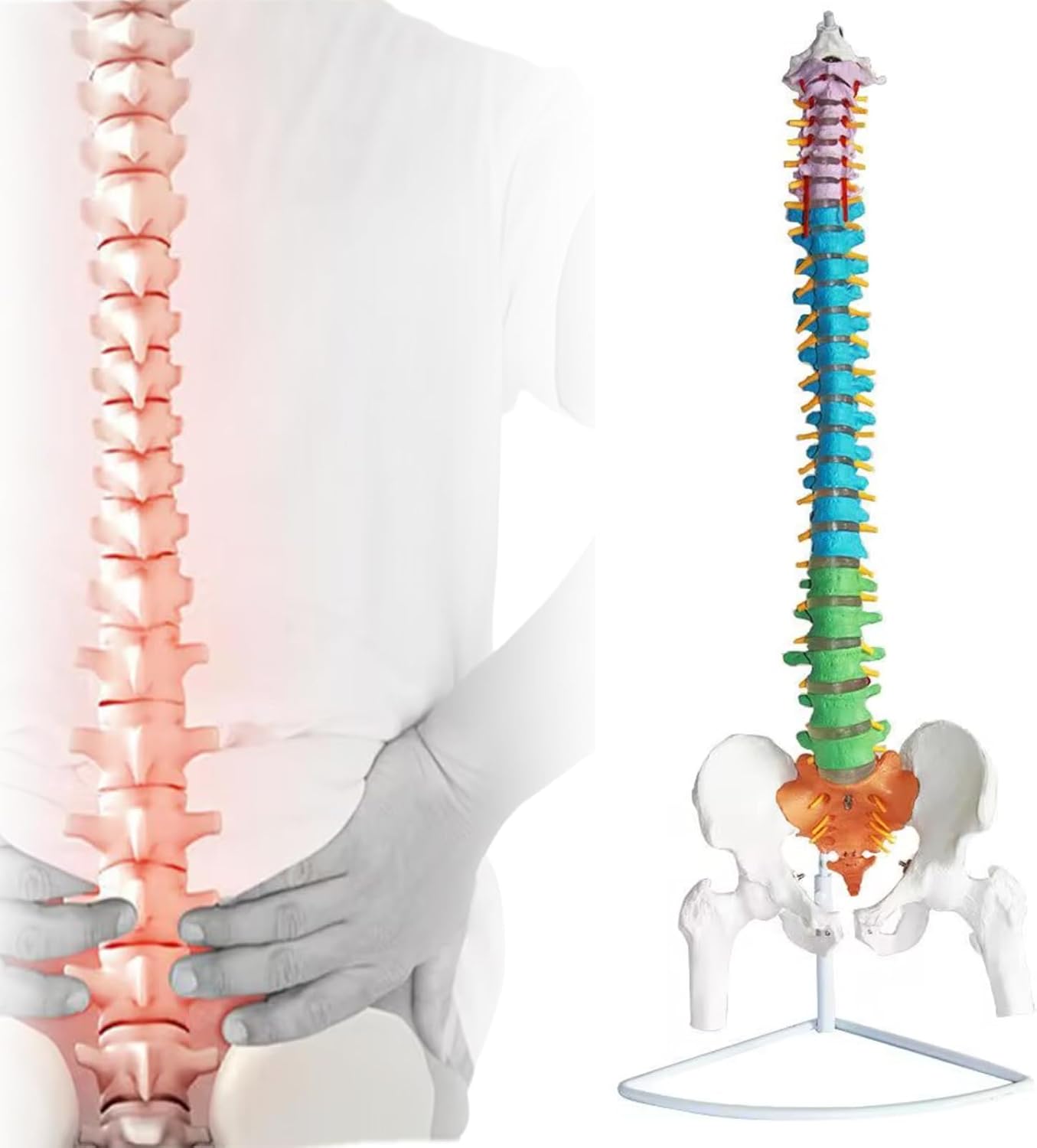 脊椎模型 金属スタンド付き 値段提案して下さい 特価セール】医学 教材