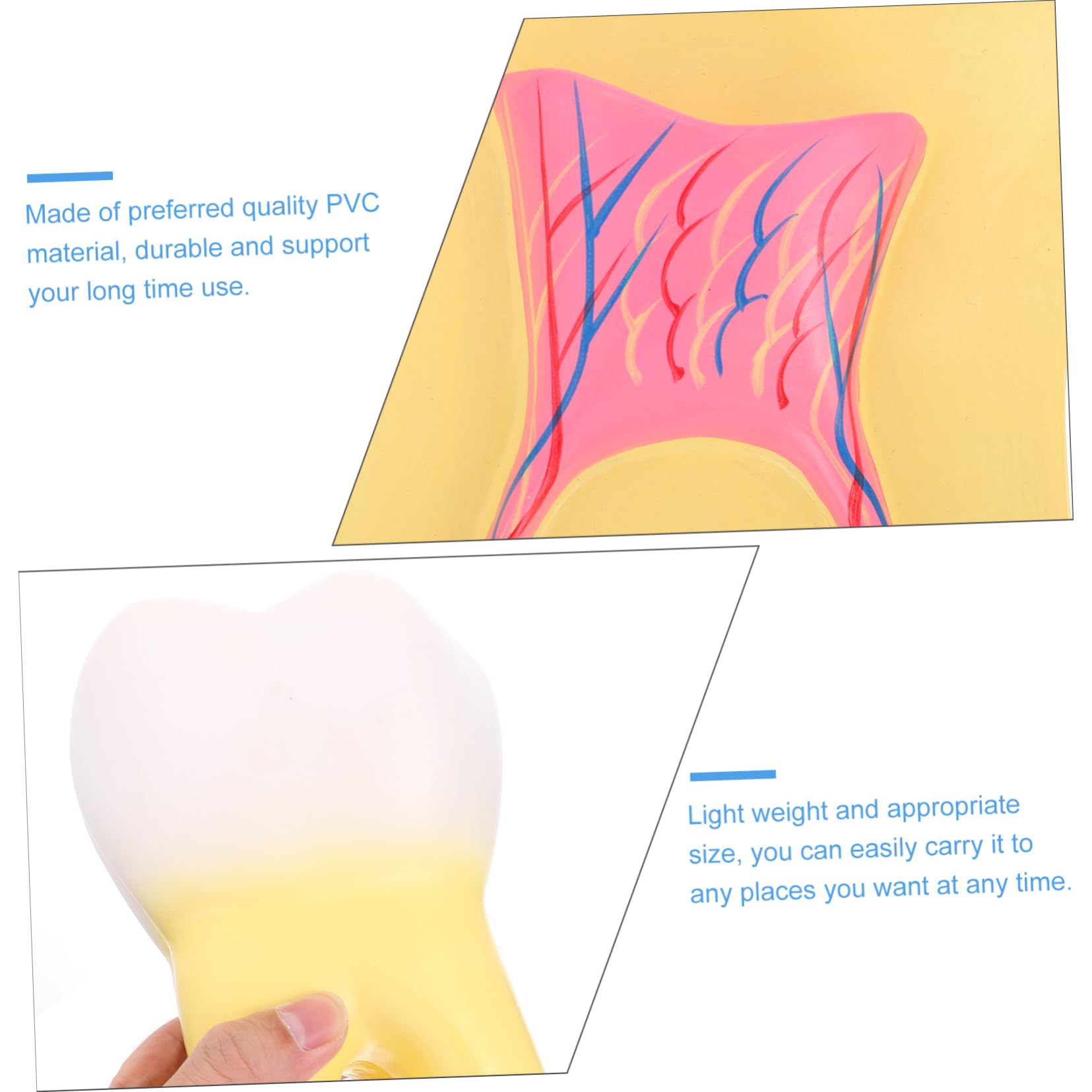 Modello Molare Anatomico in Pvc per Dimostrazione Dentale | Giallo, Leggero, Realistico, per Cliniche Odontoiatriche e Insegnamento