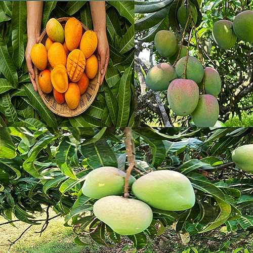 Image of Combo 2 Badami Mango Plant Grafted Live Tree 2-3 Feet Tall | Hybrid Mango