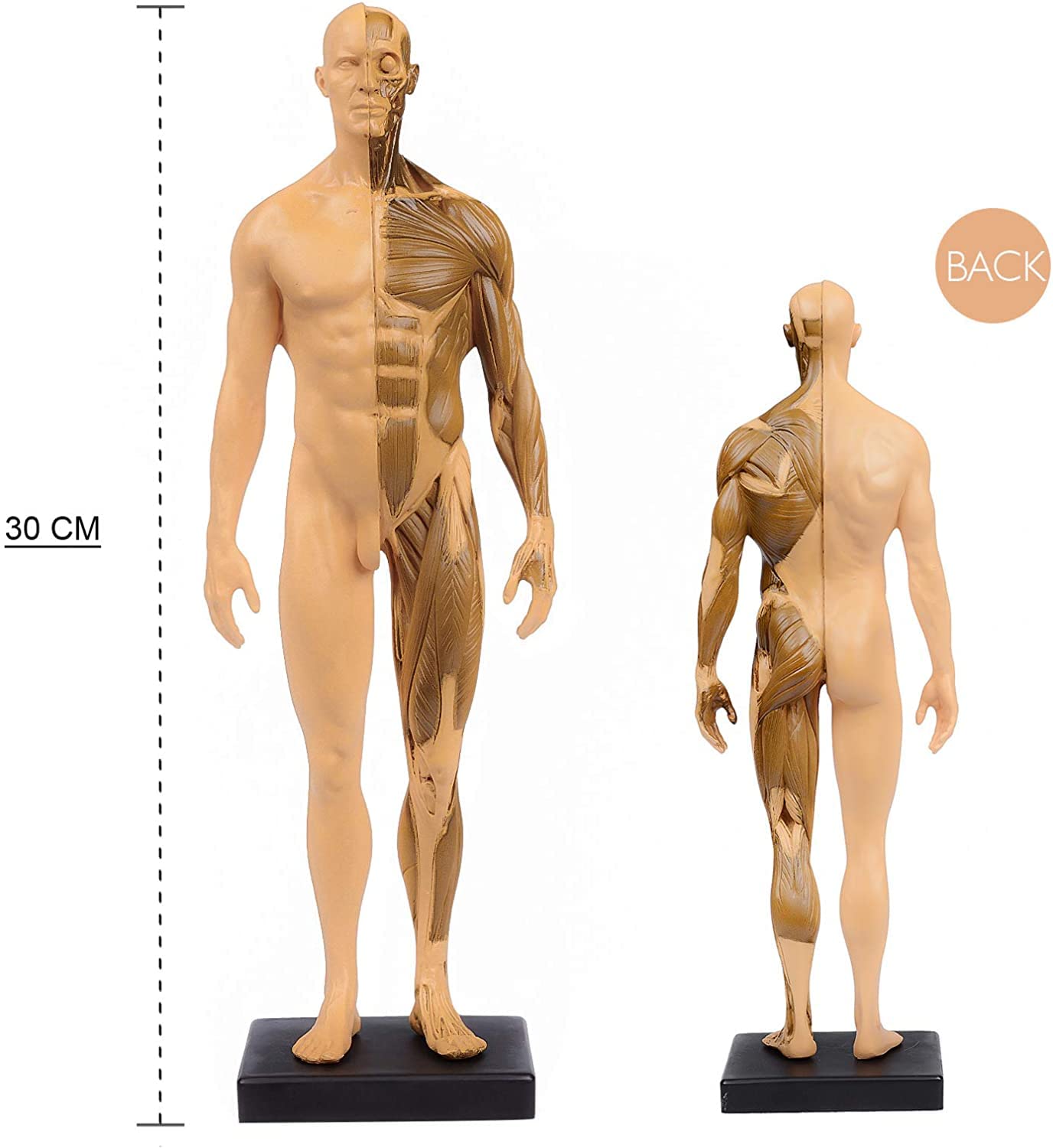 Amazon.co.jp: 男性 人体モデル 人体模型 11インチ 約30cm 人体筋肉 