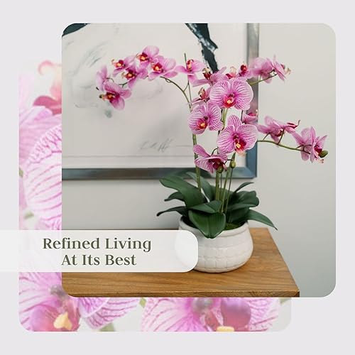 Miniatura 25 de CG Hunter Planta de orquídea sintética con suculentas, soporte de exhibición de flores artificiales de alta calidad para interiores de 23 pulgadas