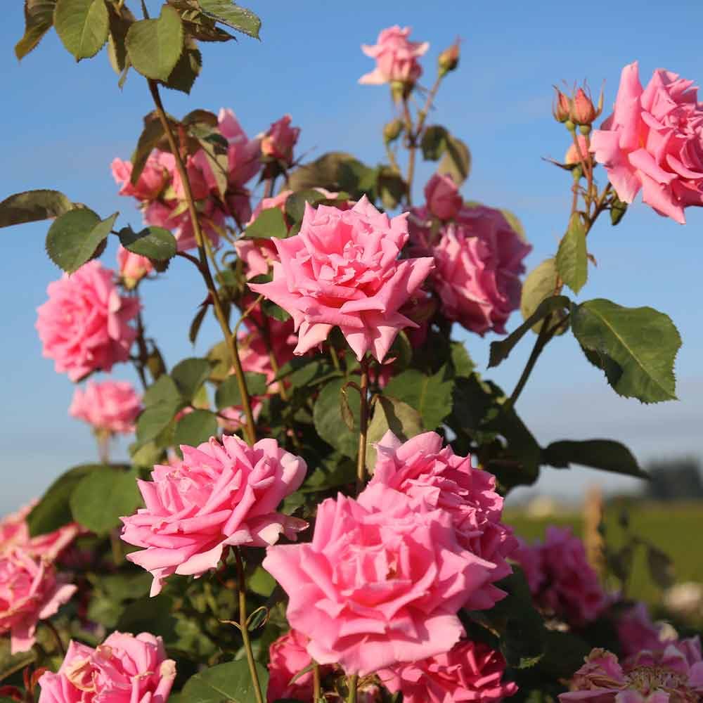 Amazon.com : Heirloom Hardy Roses, Live Own Root Plant for Outdoor