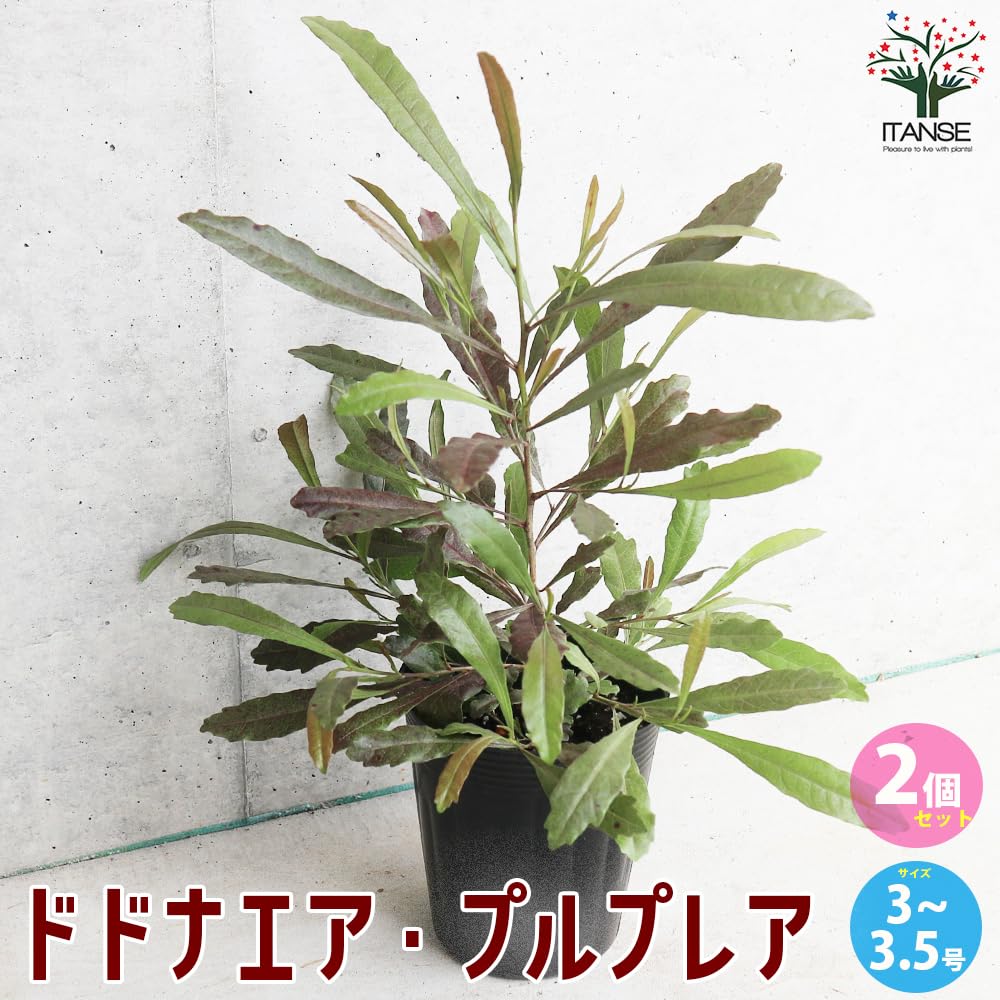 Amazon.co.jp: ITANSE ドドナエア プルプレア 3-3.5号 2個セット