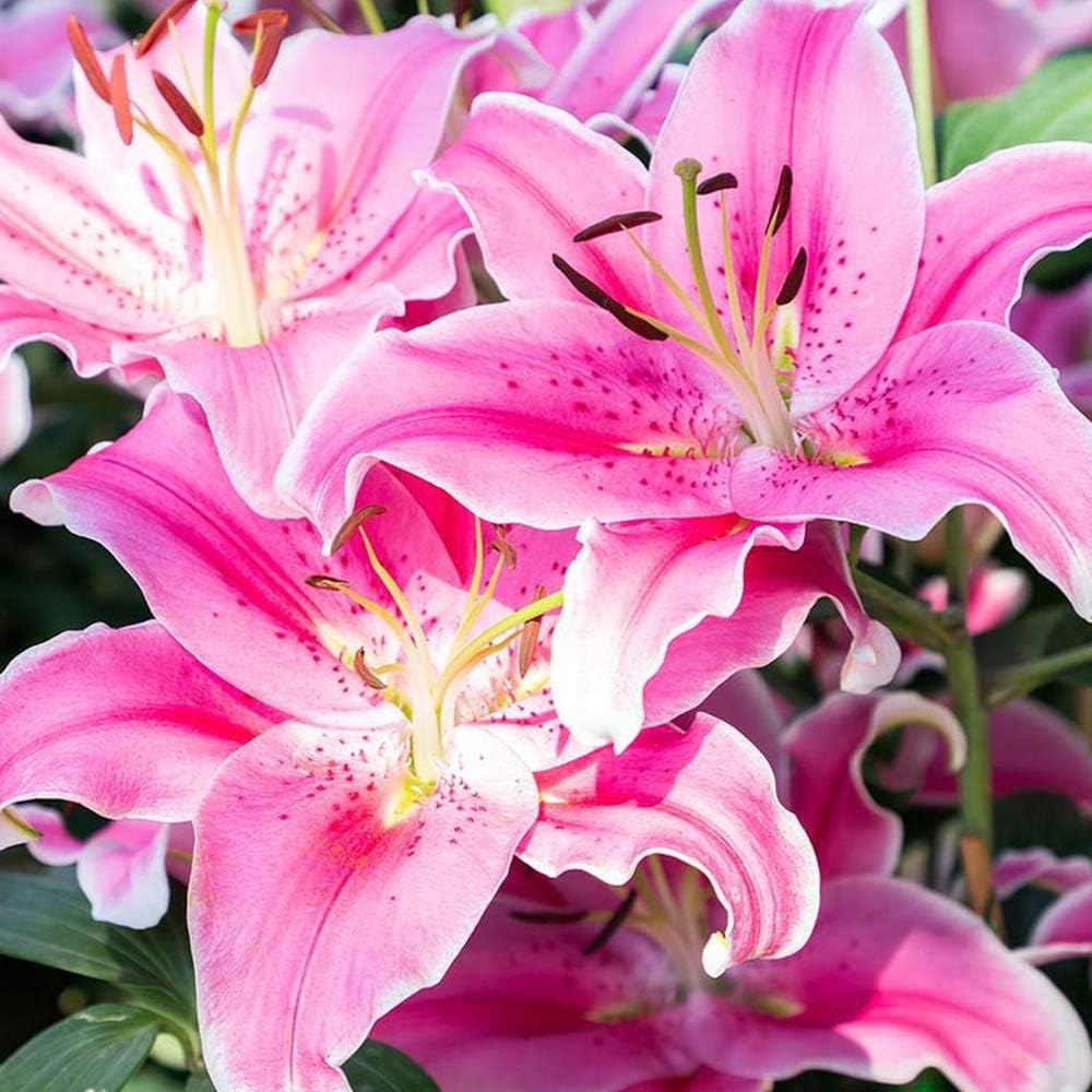 Great Deal! Flower Bulbs - Giant Stargazer Flower Lily Perennial Bulbs - Petals with Deep Fuchsia in The Middle Fading to Light Pink Trimmed in White (18)