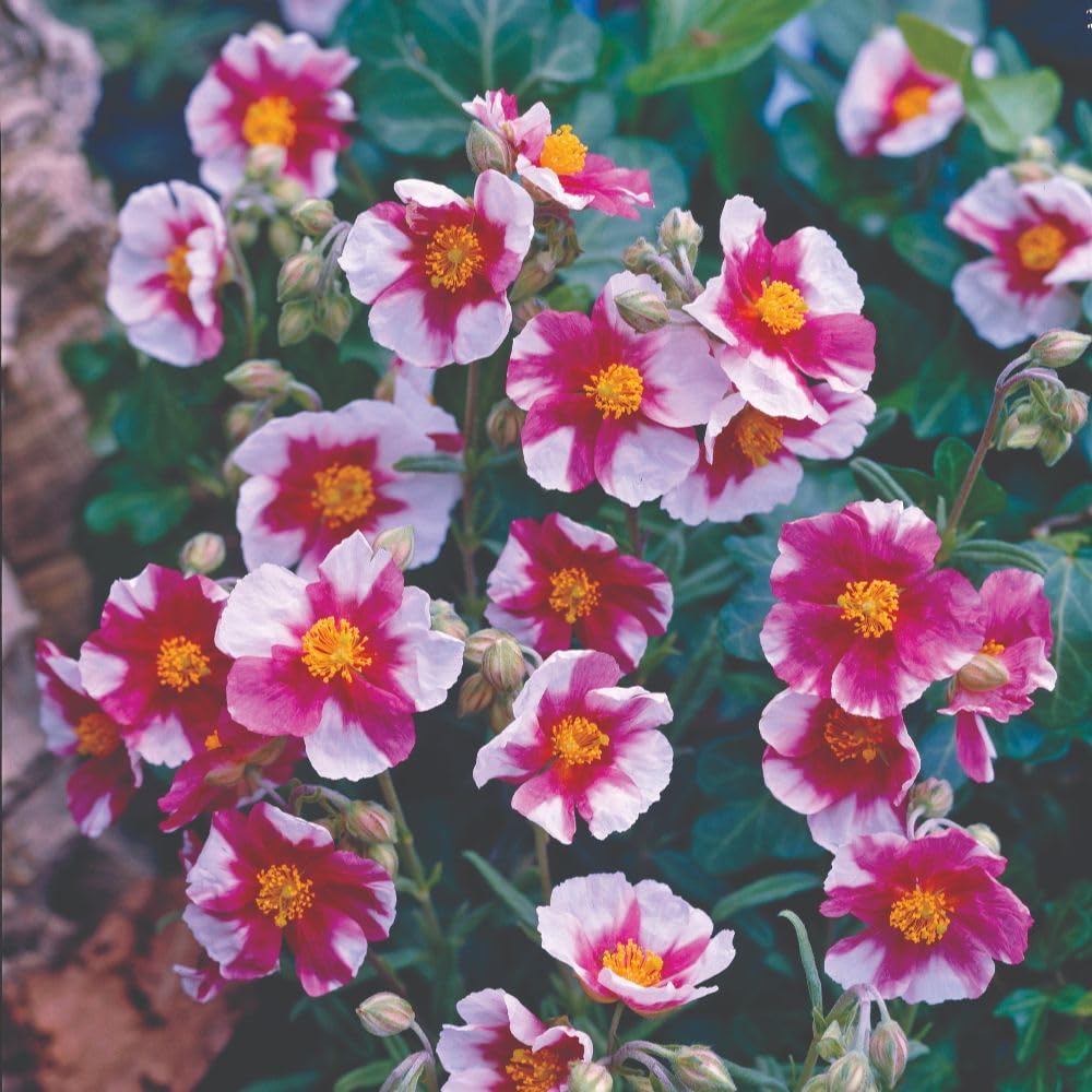 Helianthemum Raspberry Ripple Unique Pink and White Marbled Blooms with Evergreen Foliage Hardy Shrub for Rockeries Borders and Containers 1x 3 Litre Pot by Thompson and Morgan
