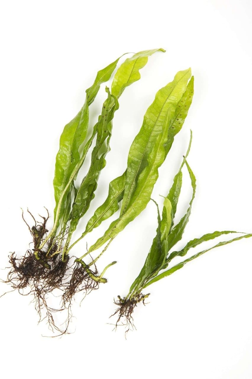 Java Fern Microsorum Pteropus Live Aquarium Plant Leptochilus Pteropus Water Fern for Freshwater Fish Tank & Driftwood Binding Setup 10-20 Cm Size (5 Healthy Live Farn Plant)-image-12