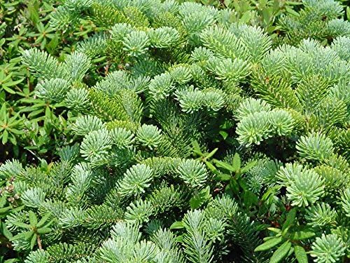 Miniatura 5 de Semillas de árbol - 30 semillas de abeto bálsamo, Abies balsamea (Fragrant Hardy Evergreen, Bonsai)