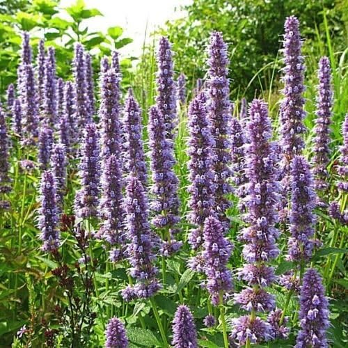 50+Giant Anise Hyssop Seeds Mint Licorice Lavender&Blue