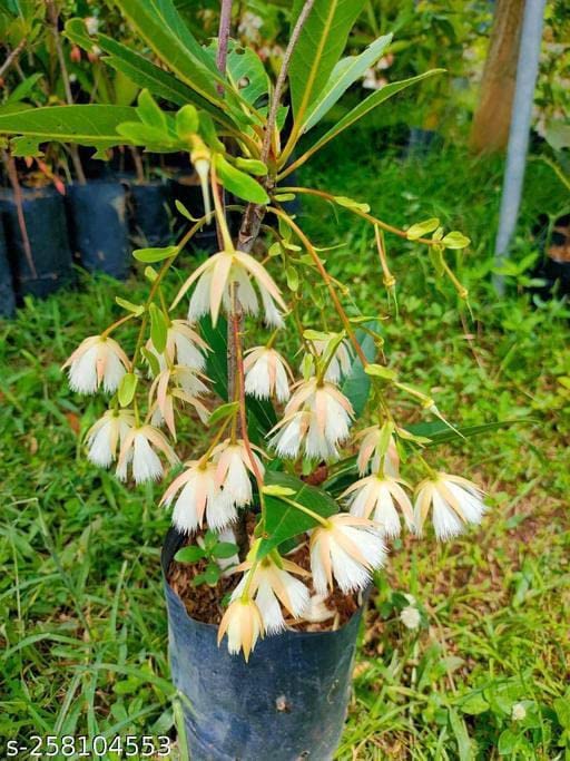 Bhumi Enterprise Nepal Variety Rudraksha Live Plant "Original Vaiety" (B0C59QLM2Z) Amazon Price History, Amazon Price Tracker