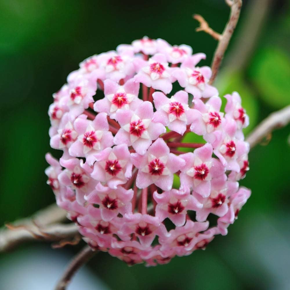 Aiden Gardens Rare Hoya carnosa Wax Plant porcelainflower Crimson Queen Hoya 1 Healthy Live Plant On Pot (B093DK7TB9) Amazon Price History, Amazon Price Tracker