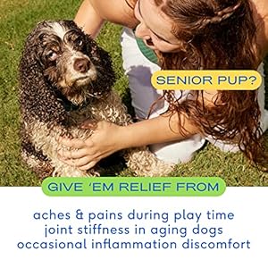 Native pet relief chews  anti inflammatory for dogs  turmeric + polyphenols + green lipped mussels for dogs  natural relief for dogs  dog arthritis supplement  dog joint pain relief  30 chews   cucciolini doodles