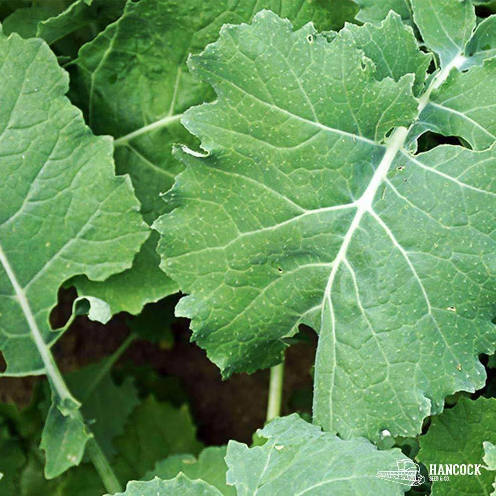 Hancock Seed Co. Bayou Kale Seeds, 10 lbs.