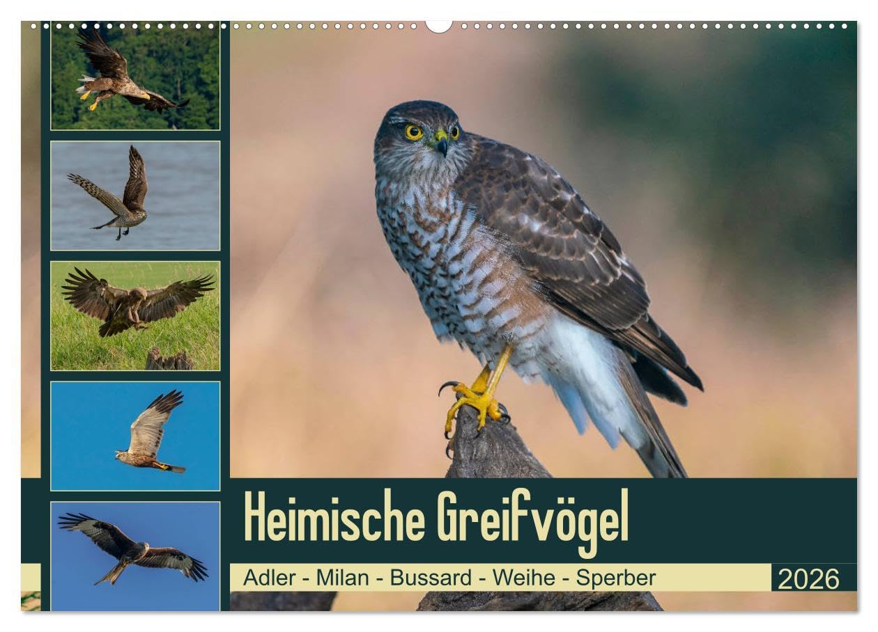 Heimische GREIFVÖGEL Adler Milan Bussard Weihe Sperber (Wandkalender 2026 DIN A2 quer), CALVENDO Monatskalender: Ausgesuchte Aufnahmen aus der Familie der Habichtartigen (CALVENDO Tiere)