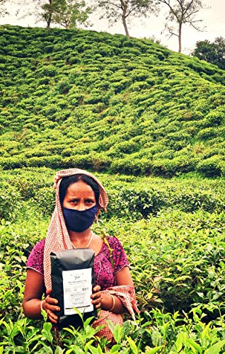 Image of Ketley Gold Assam Tea - Factory Direct, 1500g | Garden Fresh shipped within 48 Hours of Plucking from Katlicherra Tea Estate